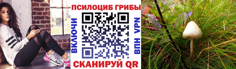 Галлюциногенные грибы мицелий наркотики Фрязино